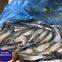 8-12pcs Frozen HGT Pacific Mackerel Scomber Japonicus Fish Supplier