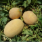 Hybrid Hami Melon Seeds Crisp Orange Flesh Melon