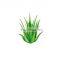 Cosmetic Freeze dried Aloe Vera Gel extract 50:1 100:1  200:1 aloe vera gel lyophilized extract powder