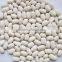 NEW CROP Small white kidney beans