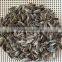 Roasted Salted Sunflower seeds 5009 for sale