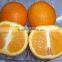 New crop fresh navel orange from Best Food