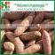 BEST SELLER - CHINESE SWEET POTATOES