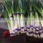 Fresh long onion/spring onion /scallion/shallot