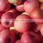 Red Fresh Fuji Apple