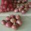 China New Crop Fresh Onion