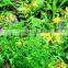 GMP Manufacturer Supply St.john's Wort Powdered Extract