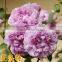 All rose variety
