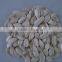 Snow White Pumpkin Seeds in shell