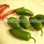 Search products Jalapeno peppers buy wholesale from china
