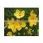 CASSIA OIL