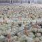 High performance automatic broiler chicken farming equipment