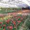 Double Large Multi- Span Low Cost Agricultural Greenhouse
