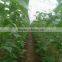 Agricultural film covering vegetable greenhouse