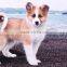 Custom Full Screen Printing Fleece Thermal Throw Carpet For Dogs