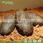 High Simulation Dinosaur Egg for Dinosaur Museum Display