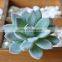 Production of Flocking Succulent Plant Simulation Flower Head Flower Accessories Fake Succulent Plastic Flower Decorative Plant