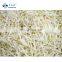 Sinocharm BRC A Approved IQF Green Mung Bean Sprout Frozen Green Bean Sprout
