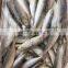 frozen sardine fish Sardinella Longiceps for bait and canning