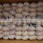 2016 Fresh Garlic/AJO for Colombia Garlic Market 3P/10kg Carton