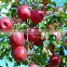 supply shandong fuji apple gansu tianshui fresh red Fuji apple direct supplier for asia Market