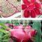 Hight quality for export/fresh dragon fruit/ white flesh