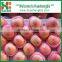Fresh apple growing paper bag with good quality