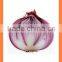bulk FOR SALE Fresh Red Onion