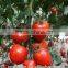 hybrid tomato F1 seeds fresh tomato greenhouse tomato seed hybrid seed production tomato