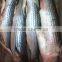 Frozen grey mullet importer