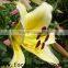 Fragrant aroma crazy selling fresh cut flowers the yellow king lily with high quality service from china farms