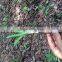 Bulk Quantity In Rhizoma Curculiginis