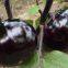 Round Shape Purple Eggplant Seeds Vegetable Seeds