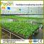 Manual operated Cabbage seedling transplanter/Vegetable seed sowing machine/Vegetable transplant machine