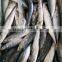 Whole Round Frozen Pacific Mackerel Prices