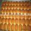 TY-8530 Hamburger bread Machine