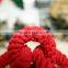 customize toys dog sports toys cotton pet rope toys 20cm