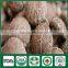 Fresh Dried Shiitake Mushroom Cultivation Lentinula Edodes Growing Kit Log Spawn