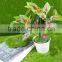 new style decorative Promotional Artificial small bonsai for table decoration