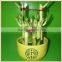 bucket shape lucky bamboo bonsai dracaena sanderiana indoor ornamental aquatic feng shui plants nursery garden decoration