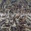 DRIED ANCHOVY FISH