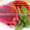 Export fresh dragon fruit form Hoang Kim Vietnam