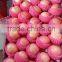 best price fuji apple2015