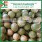 Fresh Honey Pomelo of 2016 New Crop