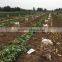 Factory of Fresh Potatoes