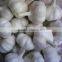 Supply Jinxiang Pure white garlic/Normal White Garlic