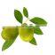 Avocado oil and powder subcritical solvent extraction plant