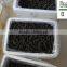 HOT!!! 100% Natural organic dried prickly sea cucumber