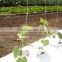 cucumber plants support netting