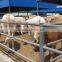 Livestock Metal Fence Panel / Deer Farm Fencing / Farm Guard Field Fence